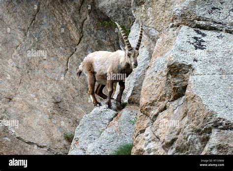 Capricorn Mountain Goat Cloven Hoofed Animal Ruminant Horn Rimmed