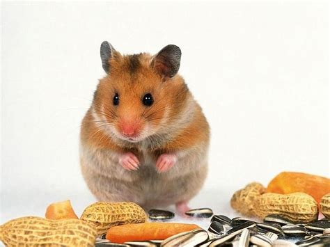 Information About Winter White Dwarf Hamster Care And