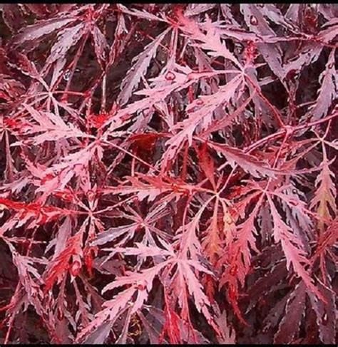 Tamukeyama Weeping Laceleaf Japanese Maple Live Plant Trade Gallon