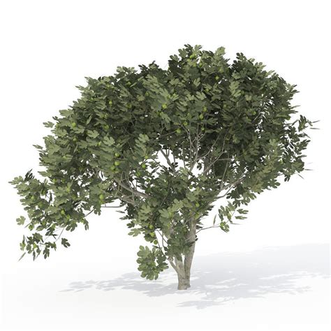 Xfrogplants Fig 3d Model Cgtrader