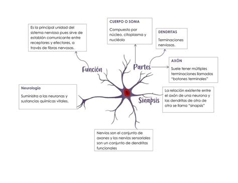 Estructura De Una Neurona Neuronas Mapa Conceptual Sinoptico Porn Sex Picture