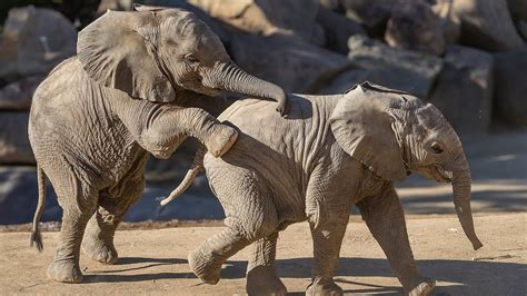 African Elephant And Calf