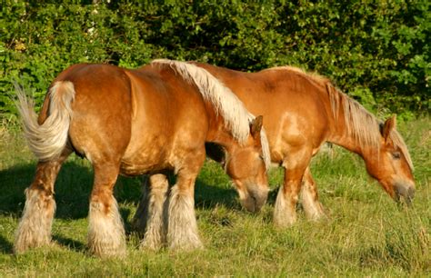 jutland horse  heavy draft horse  denmark  numbers  declined ike  draft