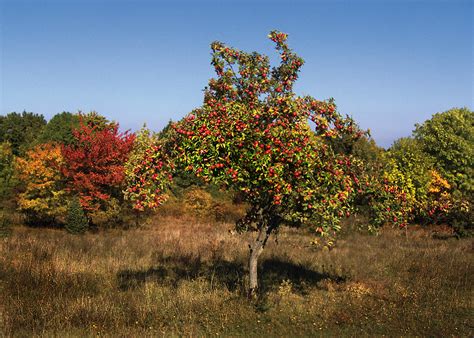 Illustration über ein schöner apfelbaum in der vollen blüte und schlag im falljahreszeitwind. Apfelbaum - Apfeltraum - ein Lied zum Bild Foto & Bild ...