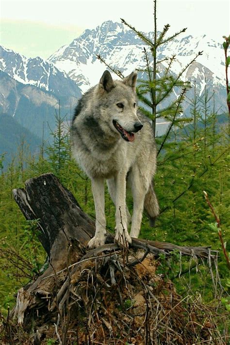 Pin By Buffie Schuster On Lupi Animals Beautiful Wolf Photos Wolf
