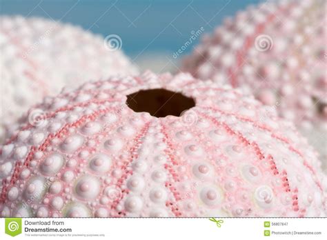 Pink Sea Urchins Stock Image Image Of Seashell Beach 56807847