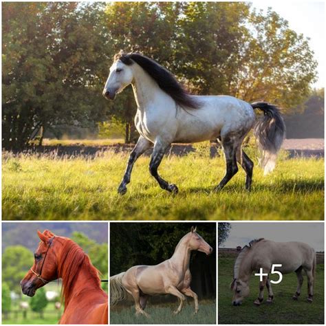5 Horse Breeds Who Stand Amongst The Oldest Breeds In The World