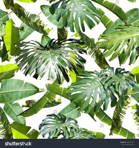 Simple licensing, dedicated customer support. Tropical Floral Leaves Seamless Pattern Isolated Foto de ...