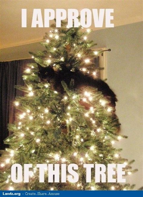 Sometimes we don't know whether our cat is our pet or our master anymore. christmas tree cat meme | Christmas tree dog, Christmas ...