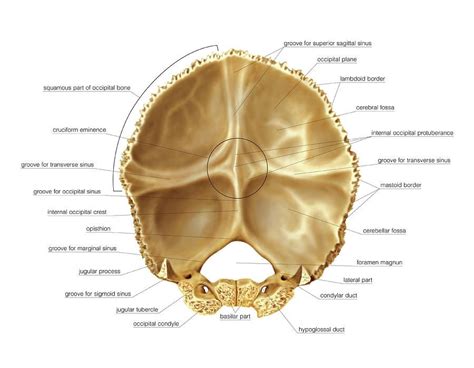 Occipital Bone By Asklepios Medical Atlas Occipital Occipital Bone