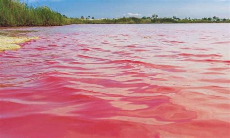 Conheça Os Lagos De água Rosa E Porque Isso Acontece Mundo Inverso