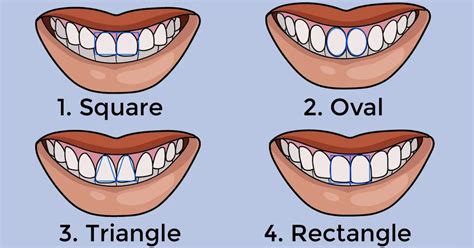 Different Kinds Of Teeth Shapes Design Talk