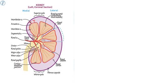 Gross Anatomy Kidney Ditki Medical And Biological Sciences