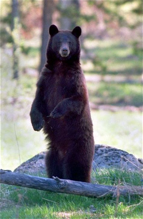 Black Bear Washington