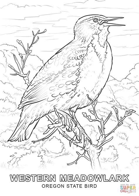 Oregon State Bird coloring page | Free Printable Coloring Pages