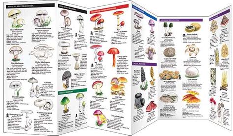 Mushrooms Pocket Guide