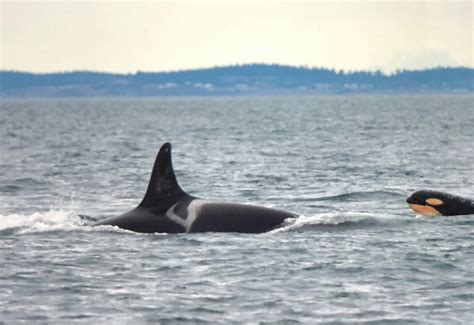 Kuow And Baby Makes 75 Newborn Orca Boosts Endangered Whale Population