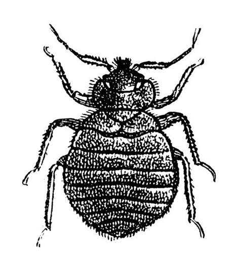 580 Bed Bugs Drawings Illustrations Royalty Free Vector Graphics