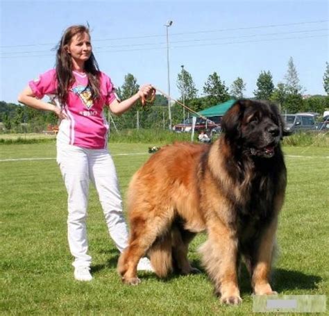 Worlds Largest Dog Breeds Huge Dog Breed Names With