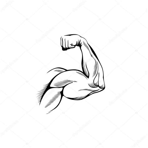 Músculos Del Brazo — Archivo Imágenes Vectoriales © Chisnikov 5725468