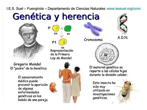 Genética Y Herencia Alberto Sejas Acevedo Udocz