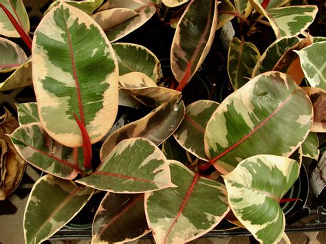 What Causes Plant Variegation Apartment Gardening Apartment