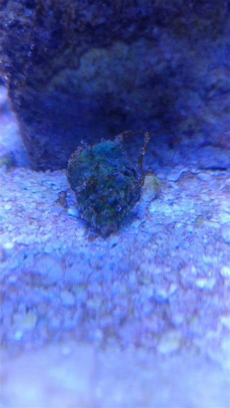 The hair algae, scientifically called capillary oedogonium are individual algae cells that form long chains brown hair algae: Slimy brown hair algae problem | REEF2REEF Saltwater and ...