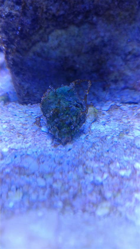 How to remove algae, and hair algae in particular, is one of the most common problems in the aquarium hobby. Slimy brown hair algae problem | REEF2REEF Saltwater and ...