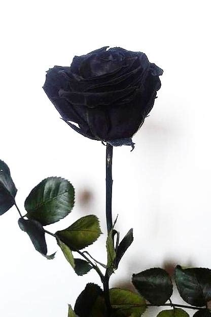 Restless storm on twitter when the last star flickers. Gambar Mawar Hitam Berdarah - Rino Gambar