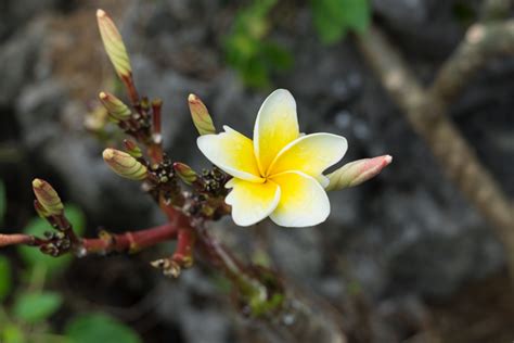 Jasmim Manga Como Cuidar Da Planta Significado Na Decoração E Mais