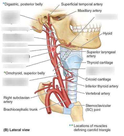 Anatomy Of The Neck Blood Vessels Diagram Quizlet