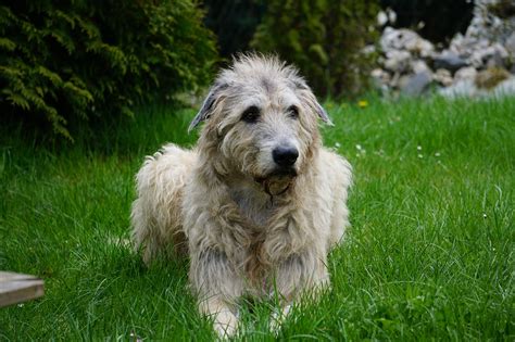The family puppy has been finding the perfect pet for your family for over 40 years! Best Dog Bed For Irish Wolfhound: Top Beds, Reviews ...