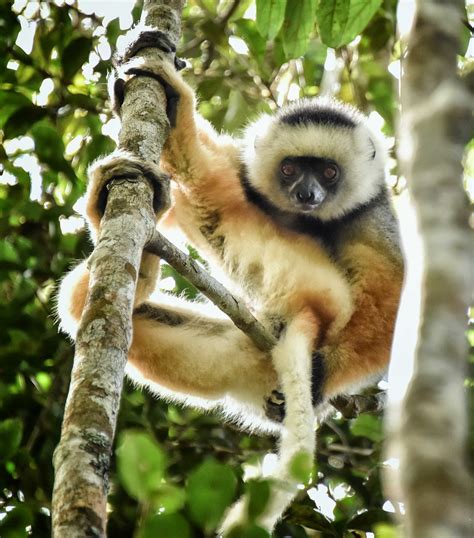 Diademed Sifaka Madagascar Lemur Rod Waddington Flickr