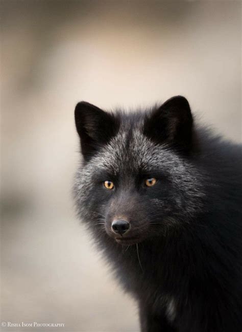 Silver Fox Kodiak Photo Risha Isom Rare Animals Cute Animals Fox