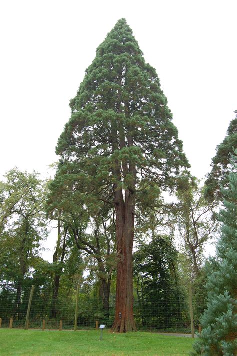 Filesequoiadendron Giganteum Giant Sequoia Tyler Arboretum 2000px