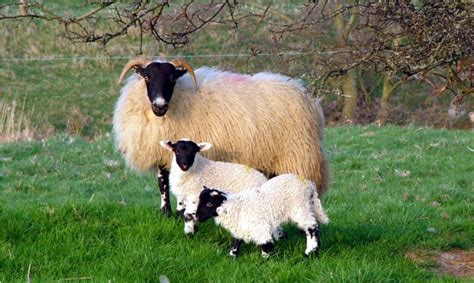 Fascinating Facts About Sheep Wensleydale