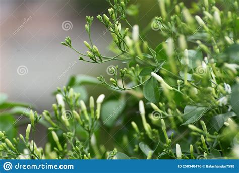 Beautiful Common Jasmine Plant With Jasmine Flower Stock Photo Image