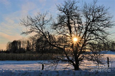 Apple Tree In The Sunrise 4194 Photograph By Debrann Holmes Fine Art