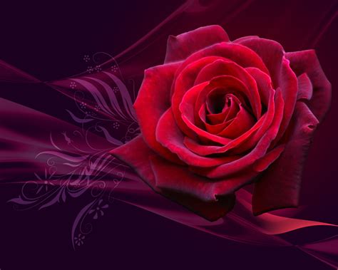 Free Download Red Rose Wallpaper 10973 Hd Wallpapers In Flowers