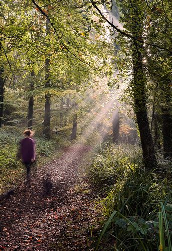 Autumn Walk With The Early Morning Mist Filtering Sunbeams Flickr