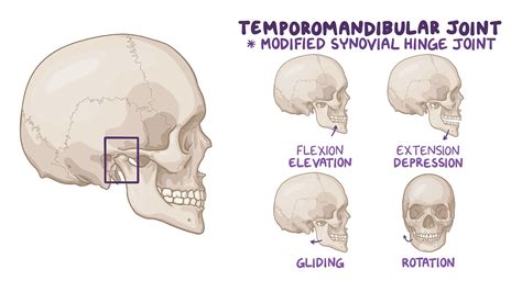 Anatomy Of The Temporomandibular Joint And Muscles Of Mastication Osmosis