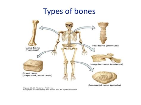 You can choose your academic level: In The Diagram Which Bone Is The Short Bone - Wiring Diagram