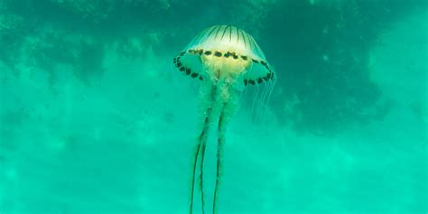 Fact File Compass Jellyfish Chrysaora Hysoscella Cornish Rock Tors