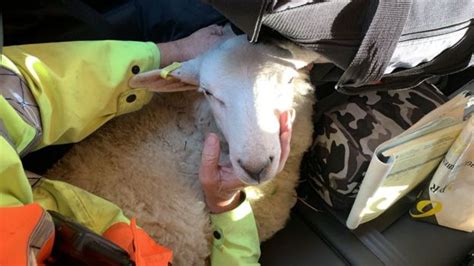 Loose Sheep Rescued By Police Officers On M4 Motorway Bbc News
