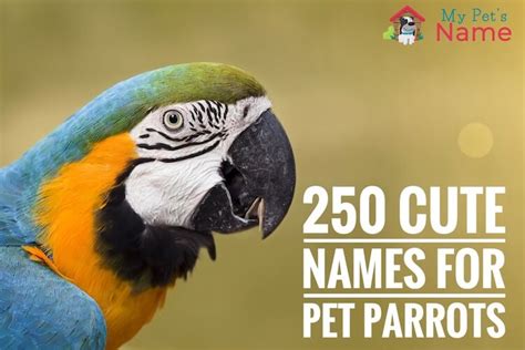 Parrot Names 250 Best Popular And Cute Names For Pet Parrots My Pet