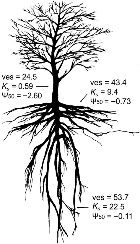 뿌리깊은 나무 / ppurigipeun namu. Next to the stem, shallow roots, and deep roots of the ...
