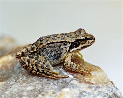 European Common Frog Project Noah