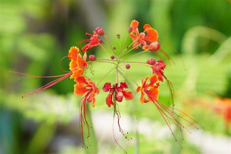 It took me another seven years before i would finally have the space i needed and appropriate conditions to be able to care for this plant but it was. How to Grow and Care for Red Bird of Paradise