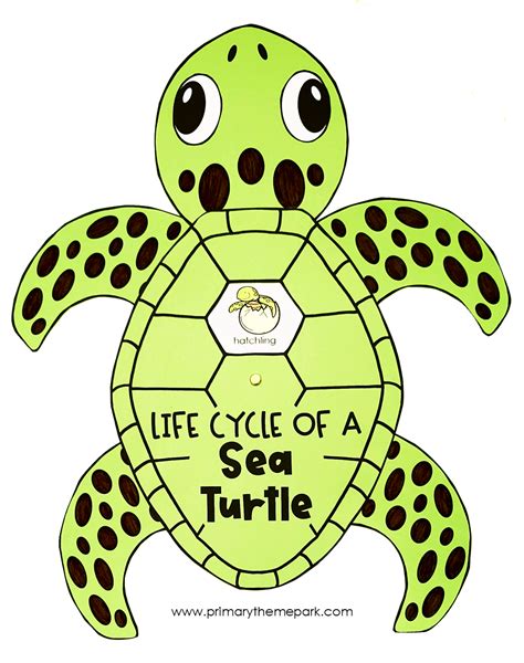 Sea Turtle Life Cycle Labeled
