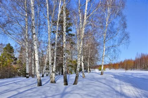Sunny Early Spring Day In The Birches And Pines Forest Stock Photo